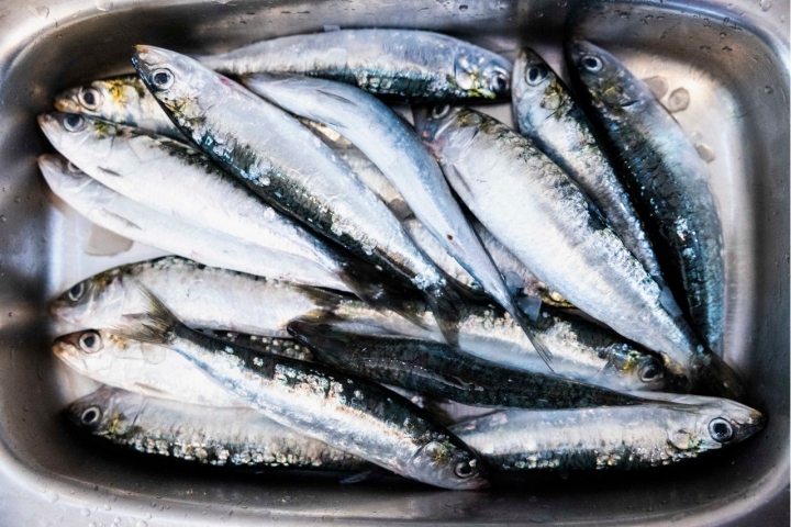A sardinha mais gorda há-de chegar por volta de Agosto