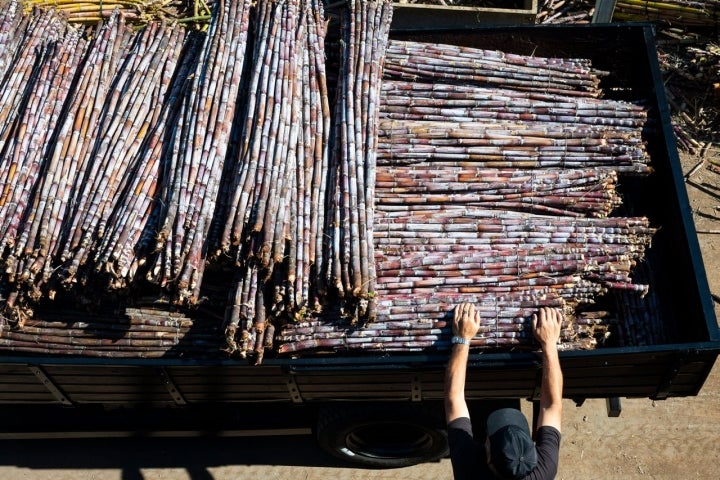 A cana-de-açúcar só pode ser apanhada uma vez por ano, entre abril e maio