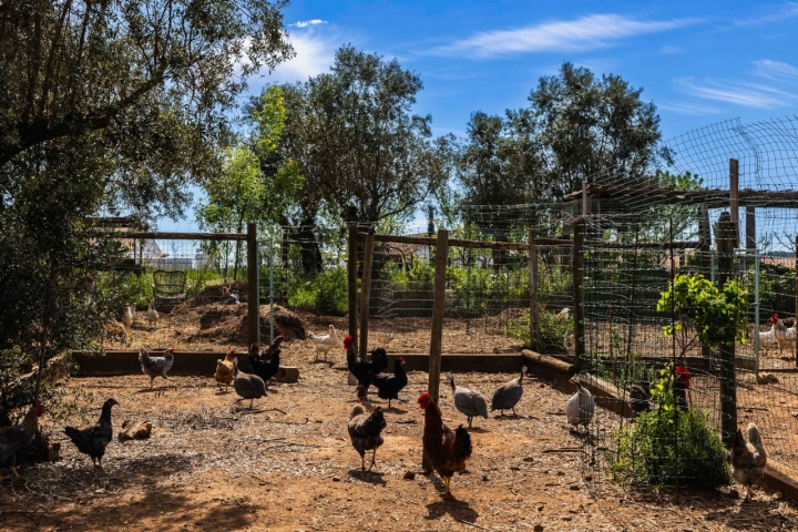 As galinhas são importantes para fechar o ciclo dos ingredientes e evitar desperdícios (Foto: Marisa Cardoso)