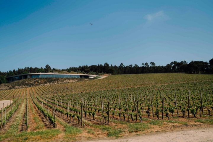 O restaurante está completamente integrado na paisagem, entre a vinha, o olival e um pinhal (Foto: David Pires)