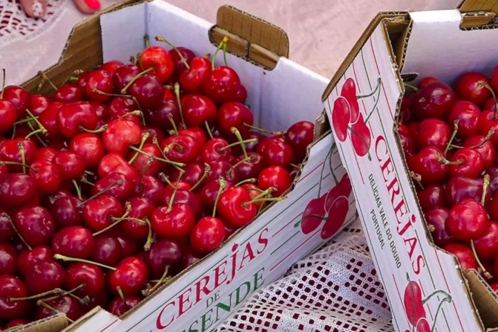 Resende é o primeiro produtor europeu a pôr cerejas no mercado (foto: Câmara Municipal de Resende)