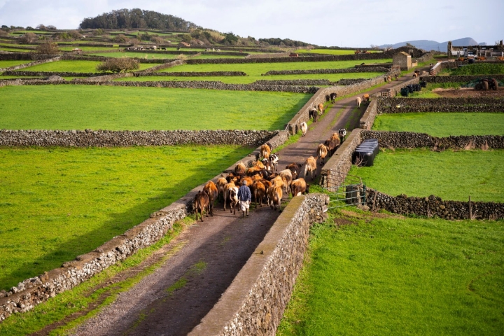 O pasto das vacas fica a apenas alguns metros da fábrica. 