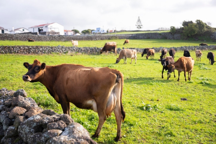A Vaquinha mantém um rebanho próprio de 50 a 60 vacas Jersey