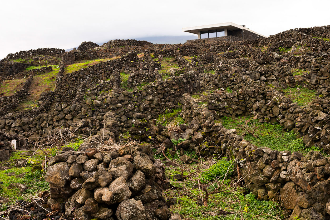 A Azores Wine Company foi uma das grandes impulsionadoras do vinho do Pico 