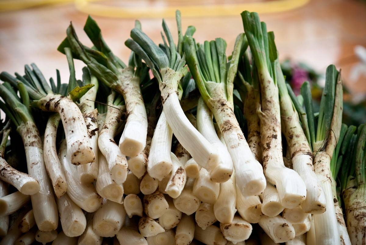 Calçots, descubre por fin qué son