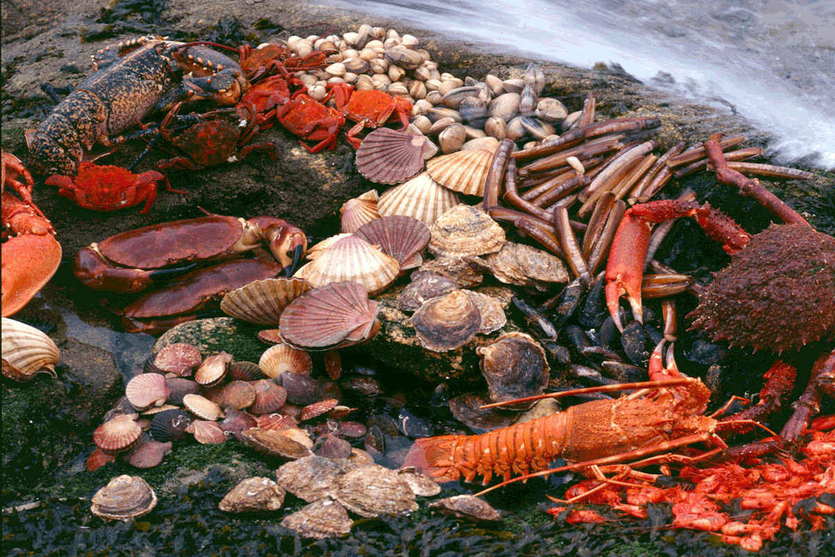 Rías Baixas, para chuparse los dedos