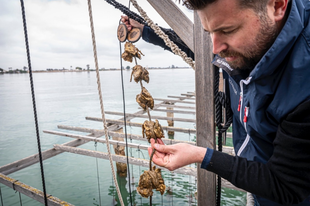 Comer ostras y mejillones en la batea más antigua del Delta