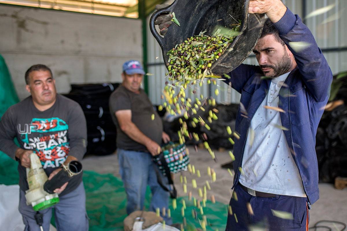 Indómito y delicado, así es el exclusivo aceite milenario