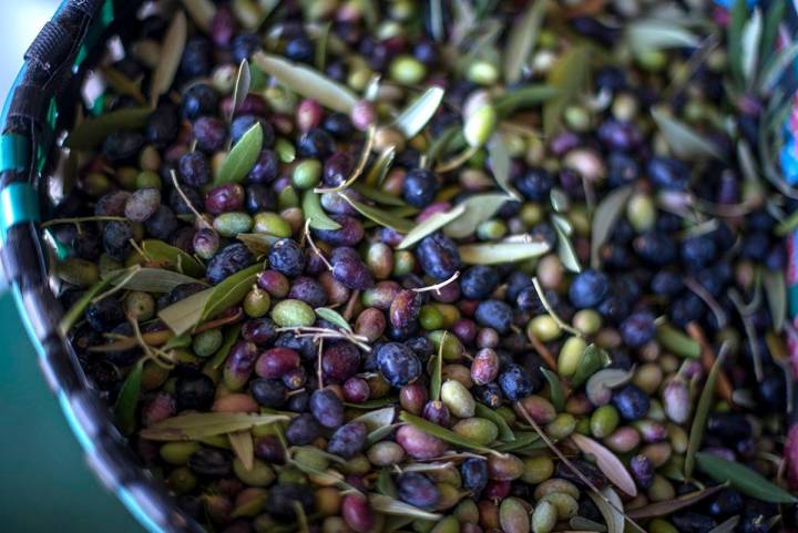 Una variedad cromática que va del verde a los tonos más rojizos y berenjena