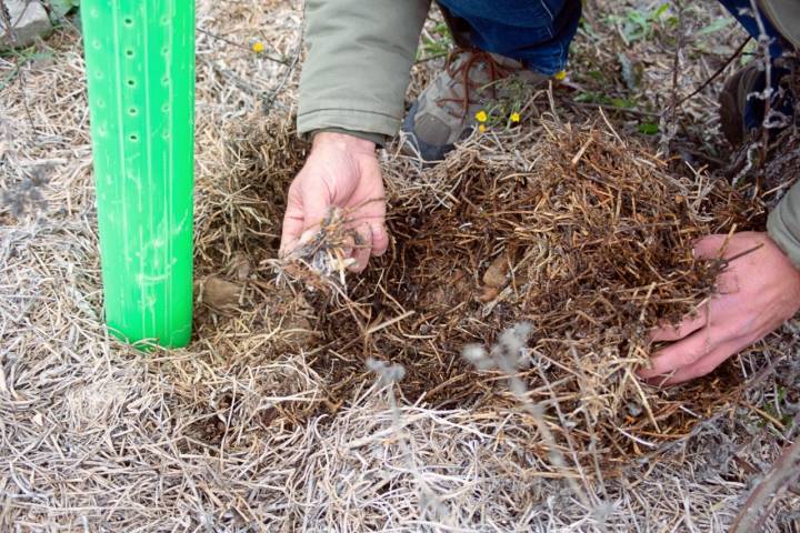 Aceites DO La Rioja: sustratos en el suelo de la finca de Javier Grijalba