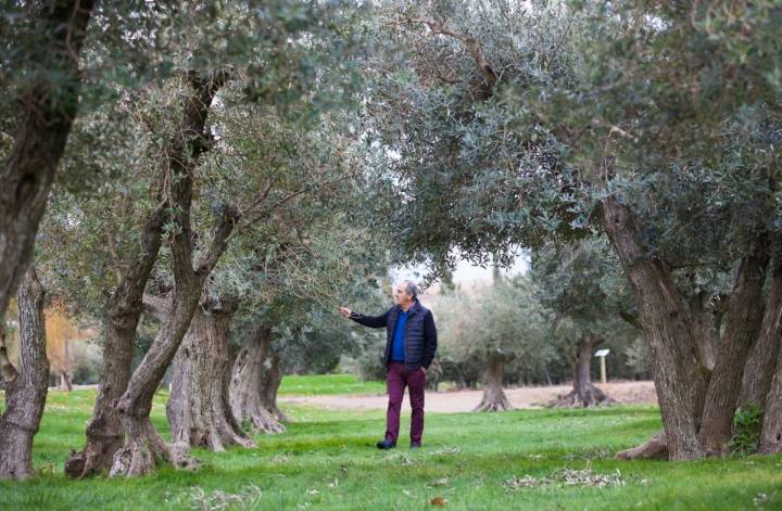 Francisco Urzaiz en su olivar de Fontellas