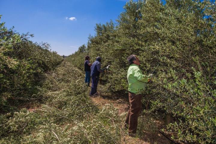 La recolección se lleva a cabo entre octubre y mediados de noviembre. Foto cedida.