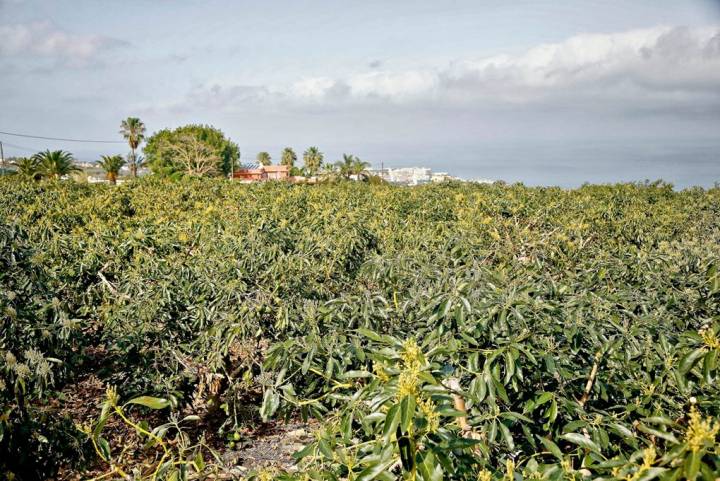 'Agro Rincón' cuenta con unas 200 hectáreas en el Valle de La Orotava.