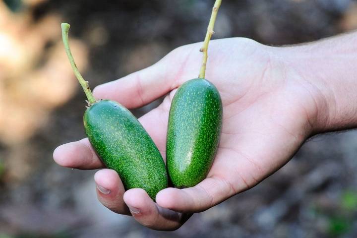 Dos aguacates que no se han desarrollado, los conocidos como "abortos". Muy apreciados por su tamaño cóctel.