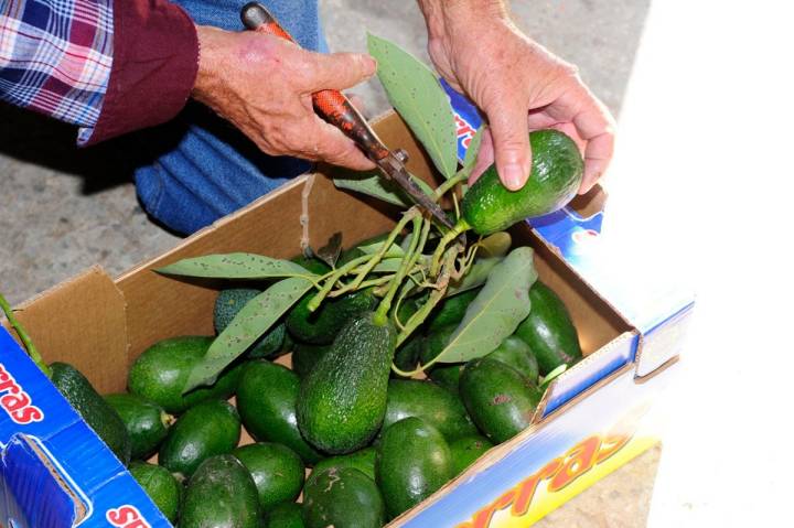 Si se corta el rabito del aguacatae, el fruto madura dos días antes.