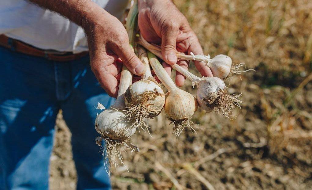 Por San Pedro saca el ajo y planta el puerro