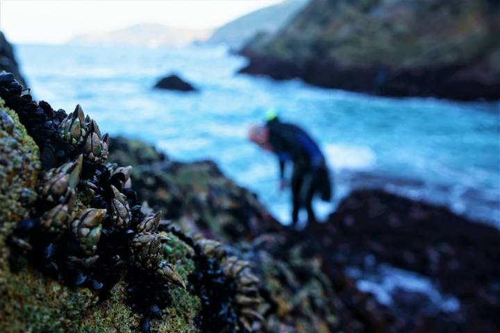 Percebeiros Muxía: percebes adheridos en las rocas