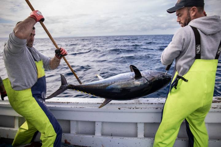  JC Mackintosh, pesca sostenible del atún rojo