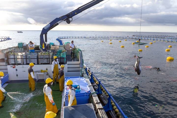 Pesca atún Balfegó