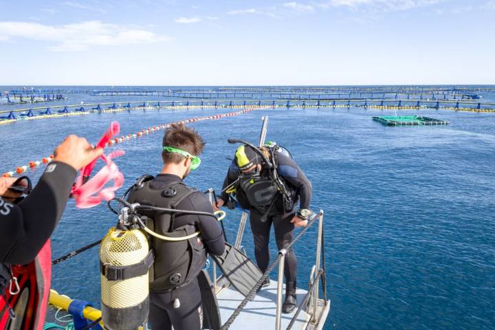 Buceo Tuna Tour