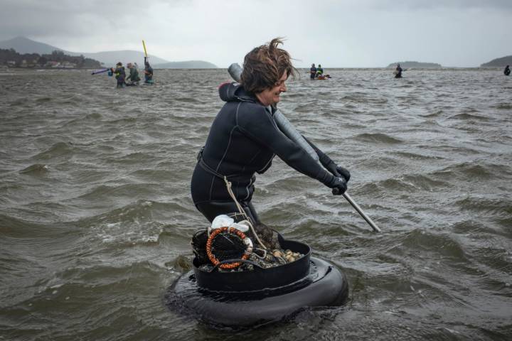 Berberechos de Noia mariscadora en agua