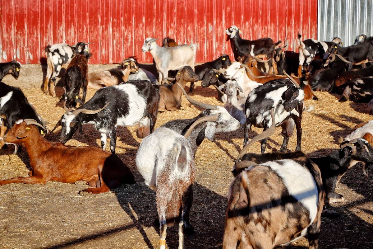 Las cabras majoreras y palmeras de la Biogranja Montesdeoca.