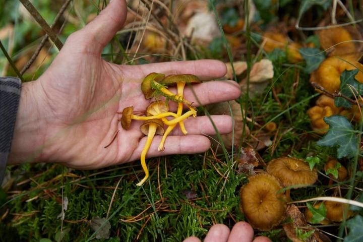 La trompeta amarilla ('Cantharellus lutsecens') aparece en lugares donde hay musgo.