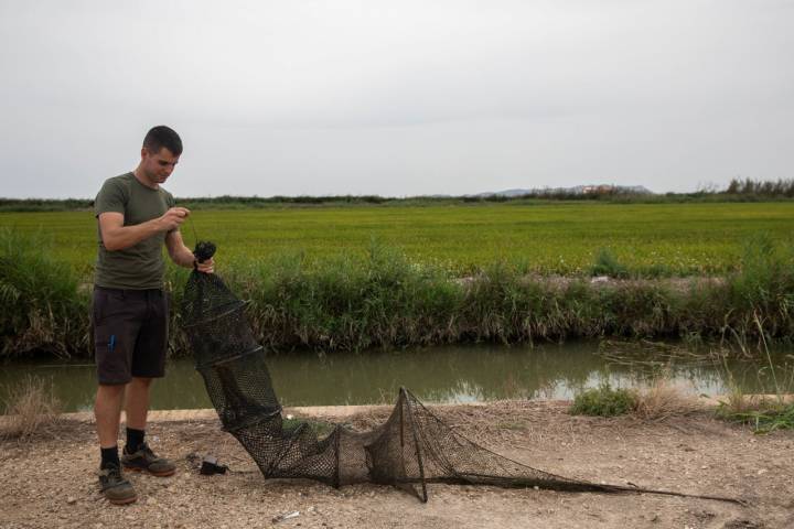 Pesca cangrejo azul