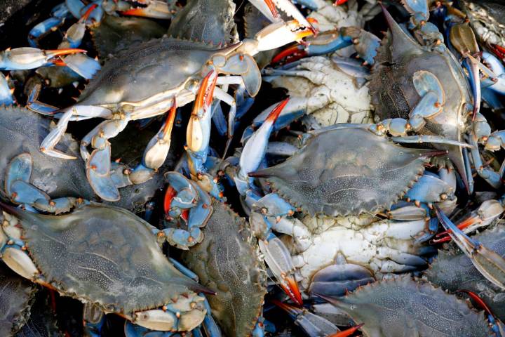 La Albufera de Valencia se ha convertido en zona de pesca del cangrejo azul, especie invasora.