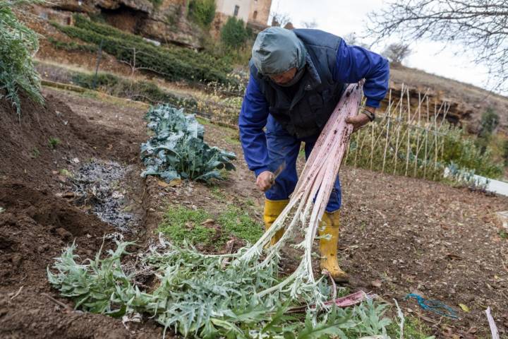 Así se limpia el cardo tras sacarlo de la tierra.