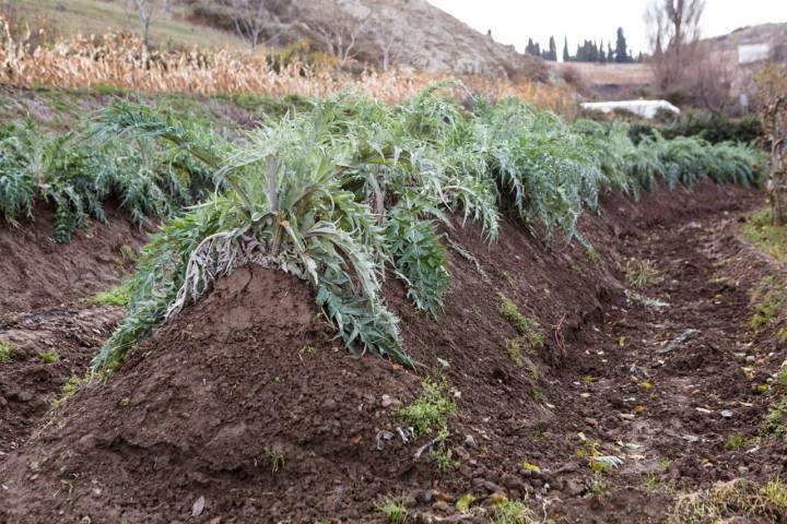 piramides en el cultivo de cardo