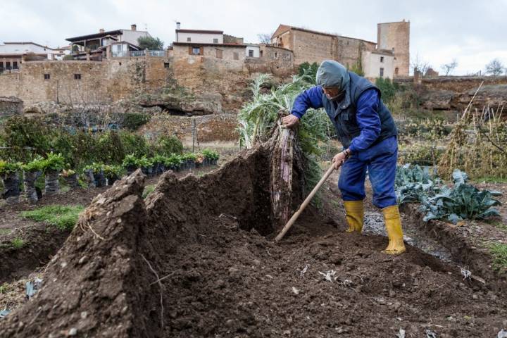 cultivo del cardo