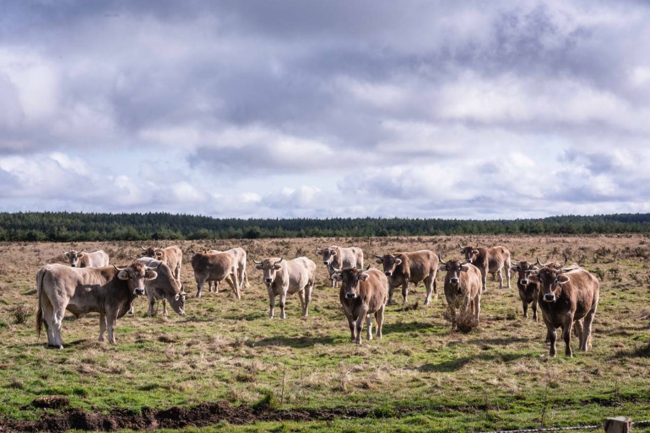 Carne buey 'Valles del Esla': bueyes en la montaña de León (apertura)