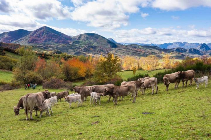 Carne buey 'Valles del Esla': terneras con crías