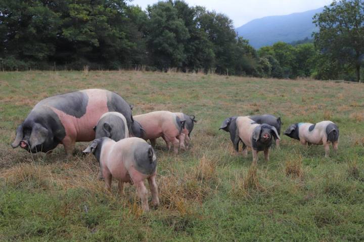 Después de unas décadas al borde de la extinción, ahora el número de 'euskal txerri' aumenta cada año.