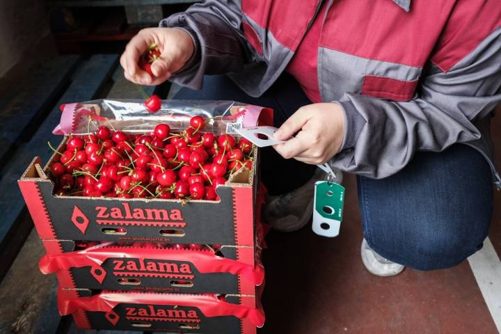 La controladora de calidad de la fruta controla que el tamaño es correcto.