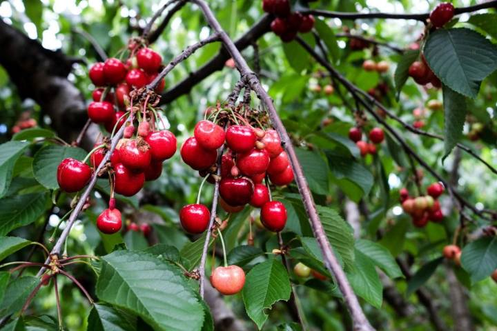 En el Jerte se cultivan muchas variedades de cerezas, unas se cogen con rabos y otras sin él.