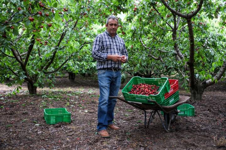 Emilio Sánchez, presidente de la Agrupación de Cooperativas, posa junto a las primeras cerezas de la temporada.