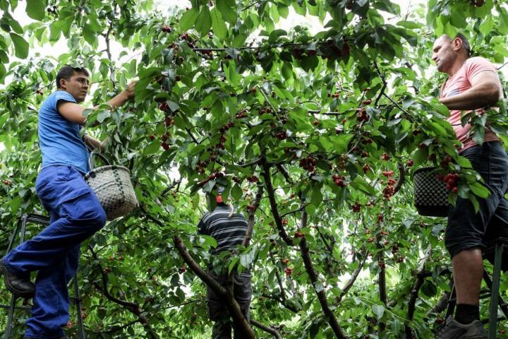 Con la cesta colgada del 'garabato' se van recogiendo las cerezas sin descanso.