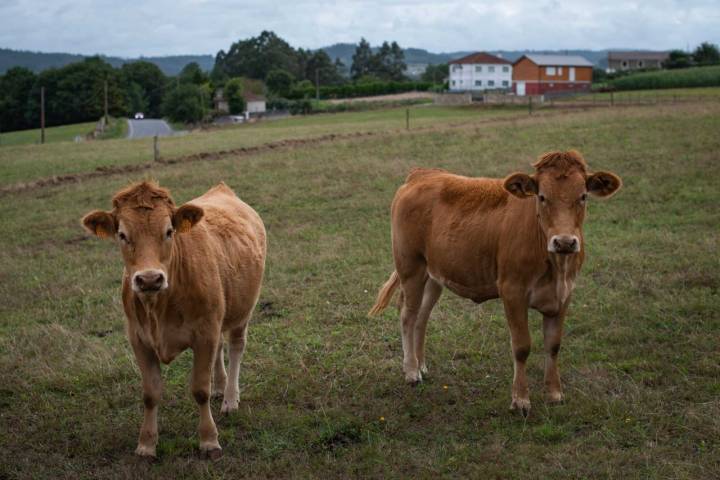 Dos terneros del centro de investigaciones agrarias