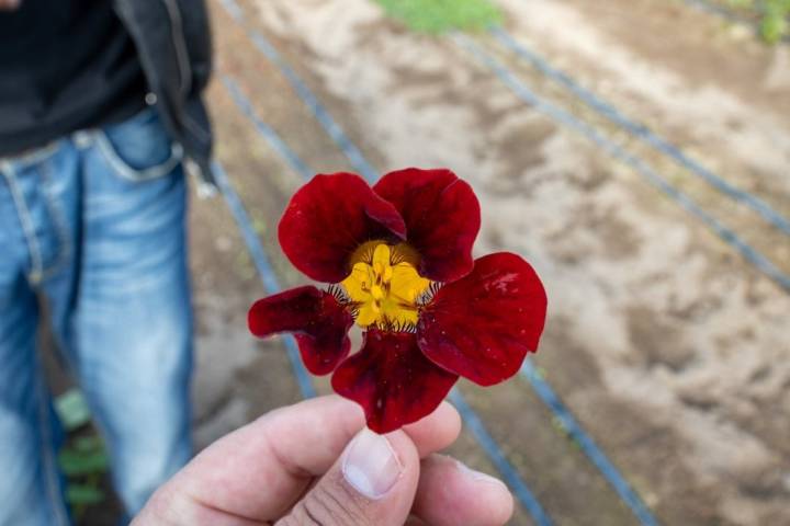 También cultiva flores.