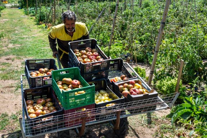 Se puede elegir entre gran variedad de tomates.