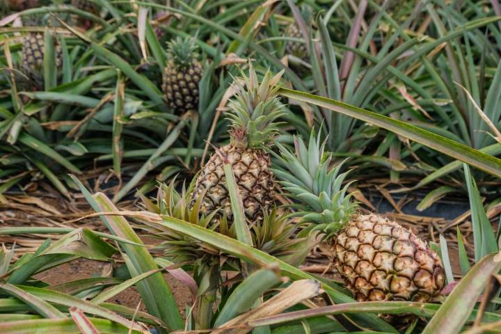 Las plantas ya con las piñas listas para la recolección