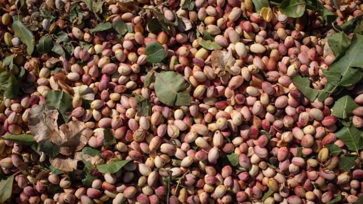 Pistacho recién cosechado y llevado a la procesadora.