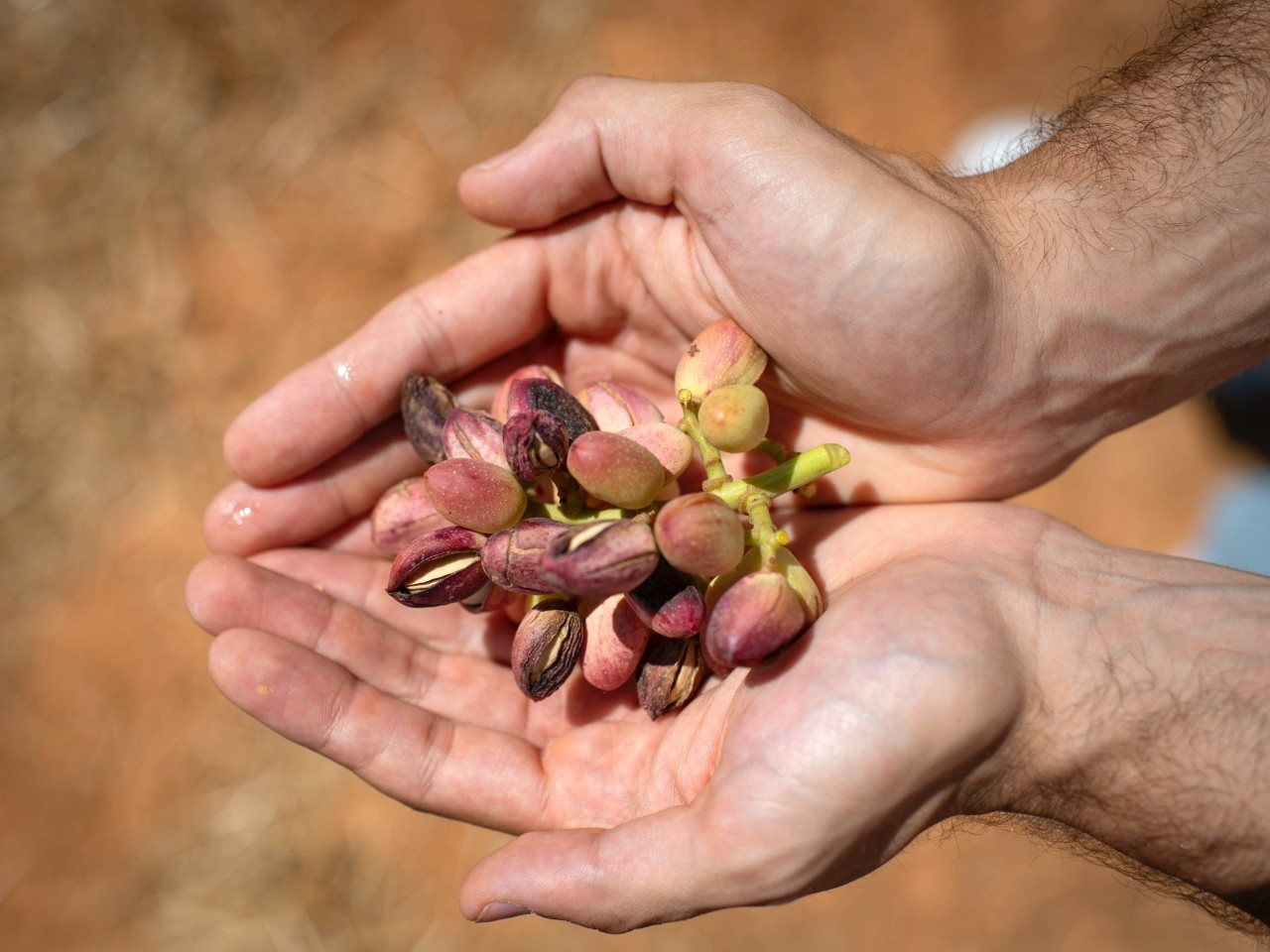 Pistachos recién cogidos del árbol.