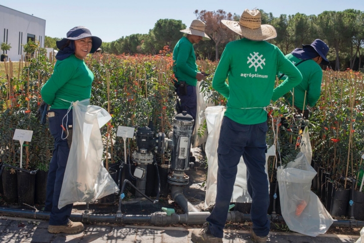 Varias personas trabajan en las plantas del exterior de los viveros de Agróptimun.