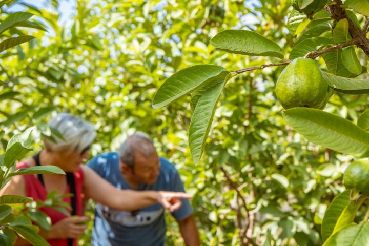 Cultivo de guayabos en Salobreña