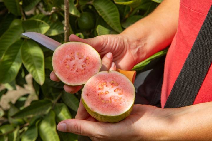 Una pieza de guayaba abierta por la mitad