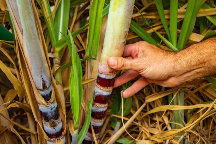 Caña de azúcar plantada en Salobreña