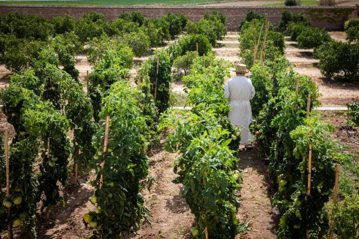 Inés cultiva tomates mientras disfruta del buen tiempo.